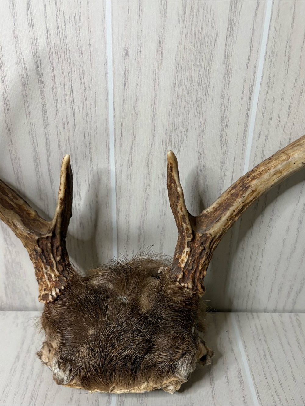 Vintage Whitetail Deer Antlers With Skull Cap Rustic Man Cave Cabin Decor 4 - Picture 5 of 9